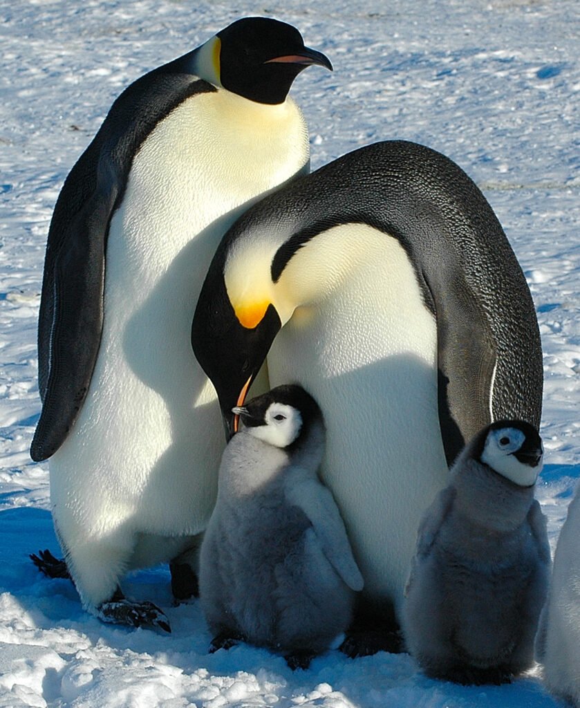 Pinguim-imperador adulto em uma paisagem coberta de neve na Antártida.