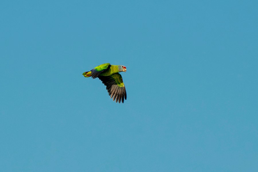 Papagaio-de-cara-roxa pousado em uma árvore em Guaraqueçaba, no litoral do Paraná.