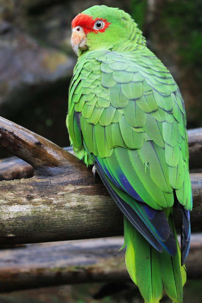 Papagaio-charão com plumagem verde e marcas vermelhas ao redor dos olhos.