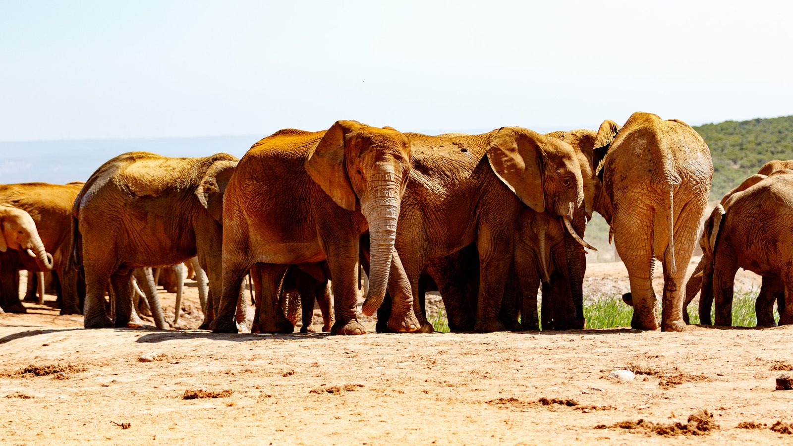 Dia Mundial do Elefante: proteger gigantes também significa preservar seus caminhos