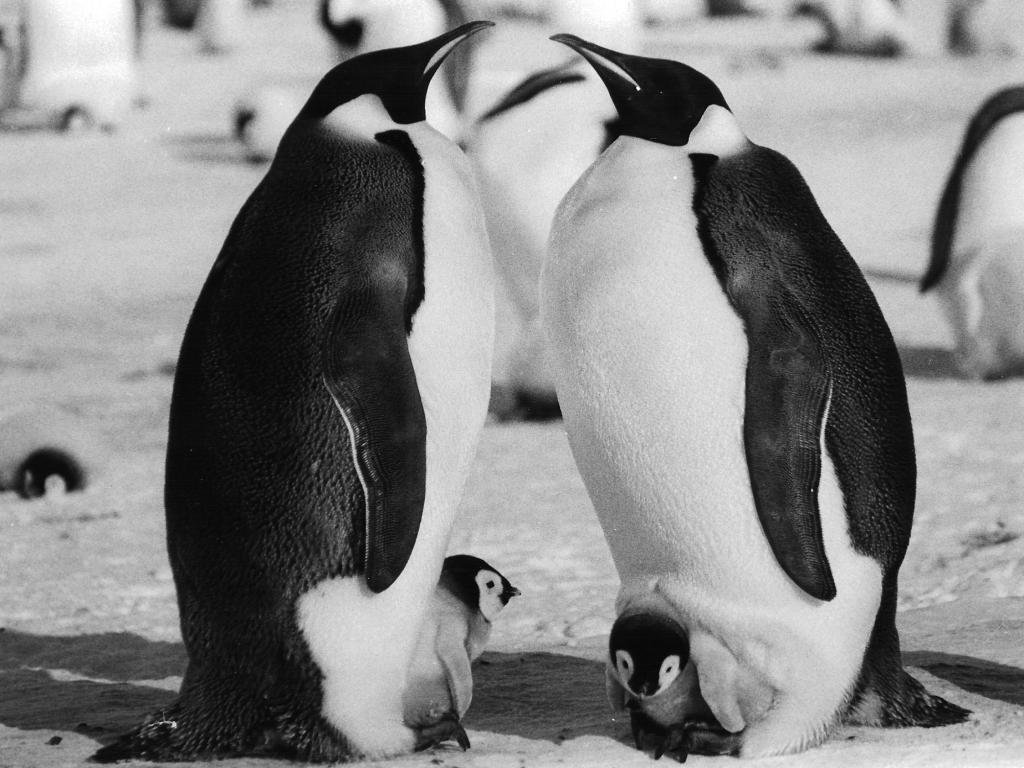 Dois pinguins-imperadores adultos com um filhote protegido junto aos pés.