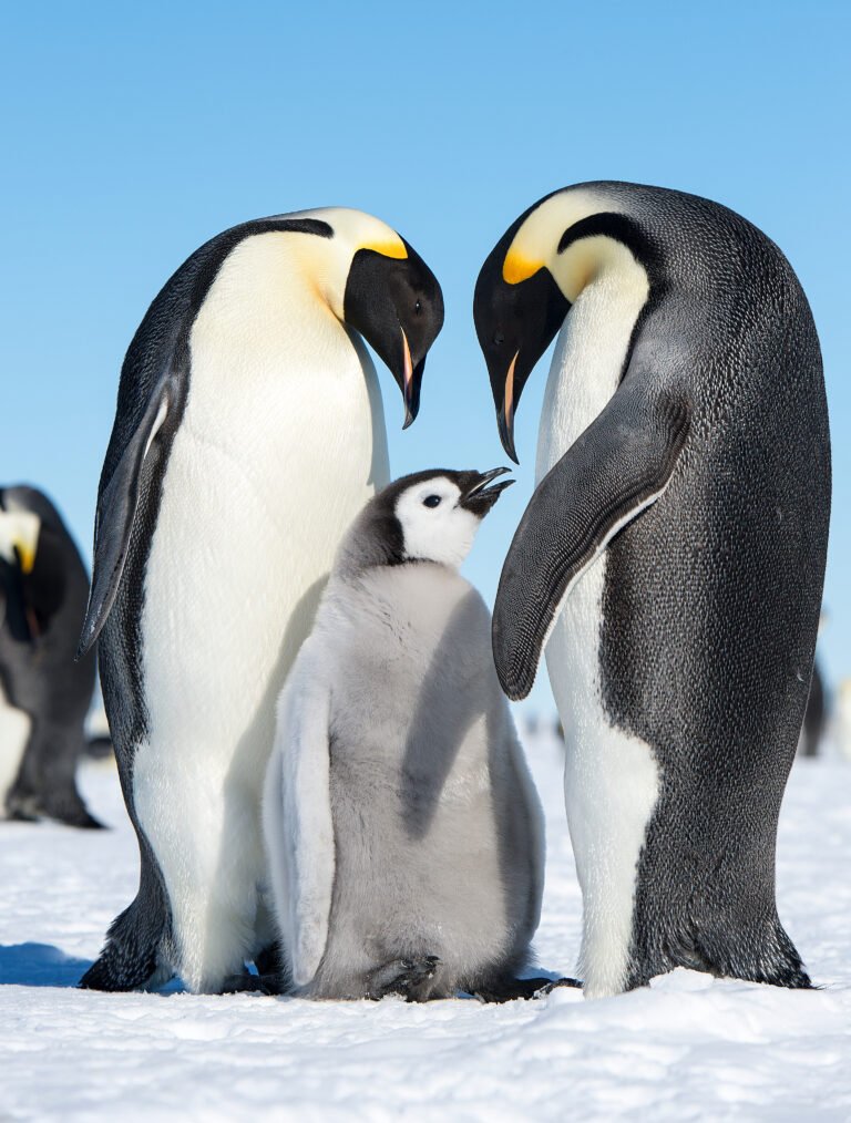 Dois pinguins-imperadores adultos ao lado de um filhote sobre a neve em Snow Hill Island, na Antártida.