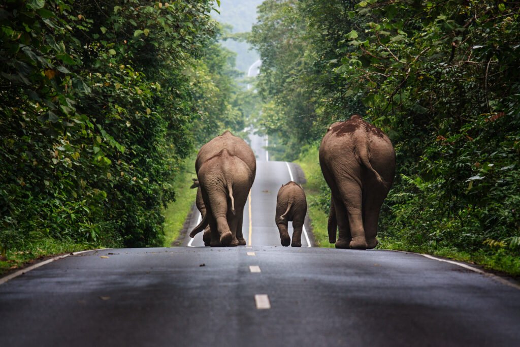 Grupo de elefantes-asiáticos selvagens caminhando por uma estrada na Tailândia.