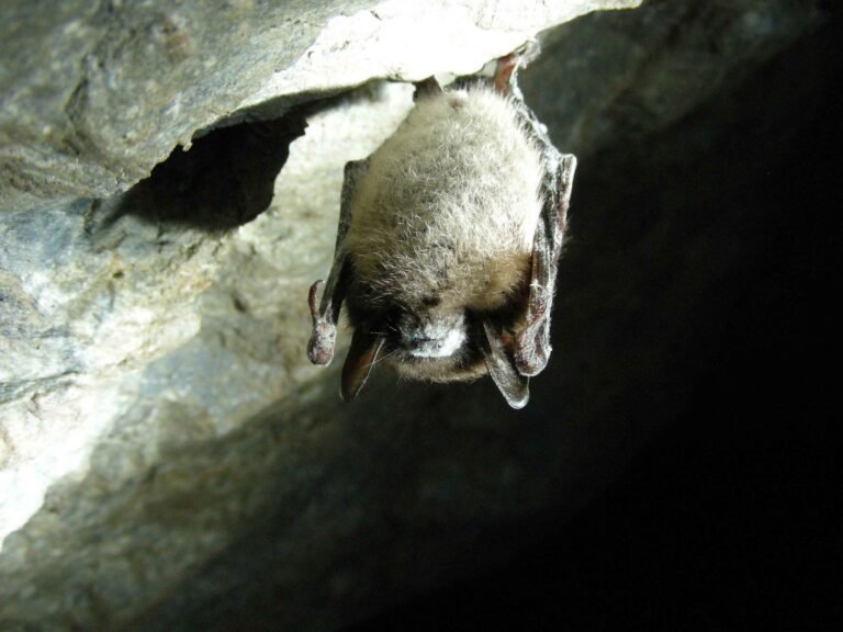Morcego-marrom-pequeno (Myotis lucifugus) pendurado em uma mina, com crescimento branco de fungo visível no focinho.