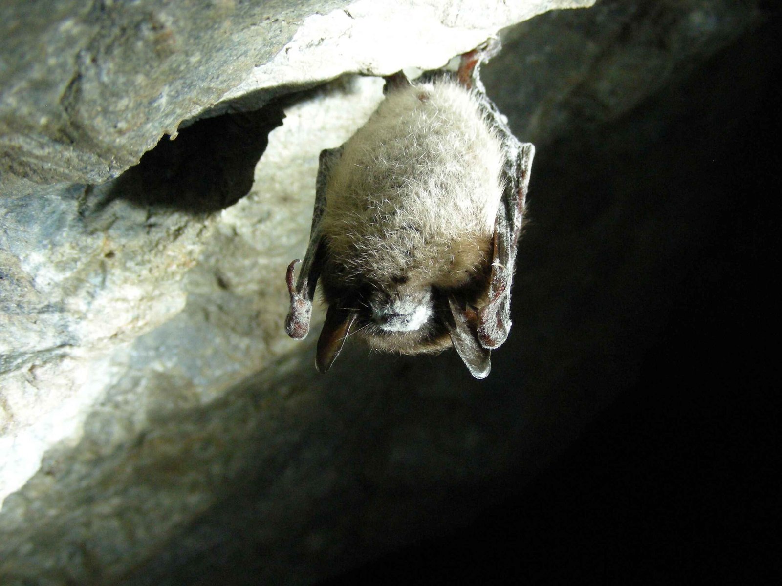 Bactérias das próprias asas podem ajudar morcegos contra fungo mortal