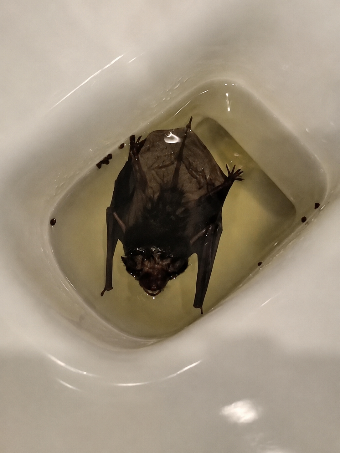 Louis, o morcego resgatado de um vaso sanitário durante uma onda de calor na Inglaterra