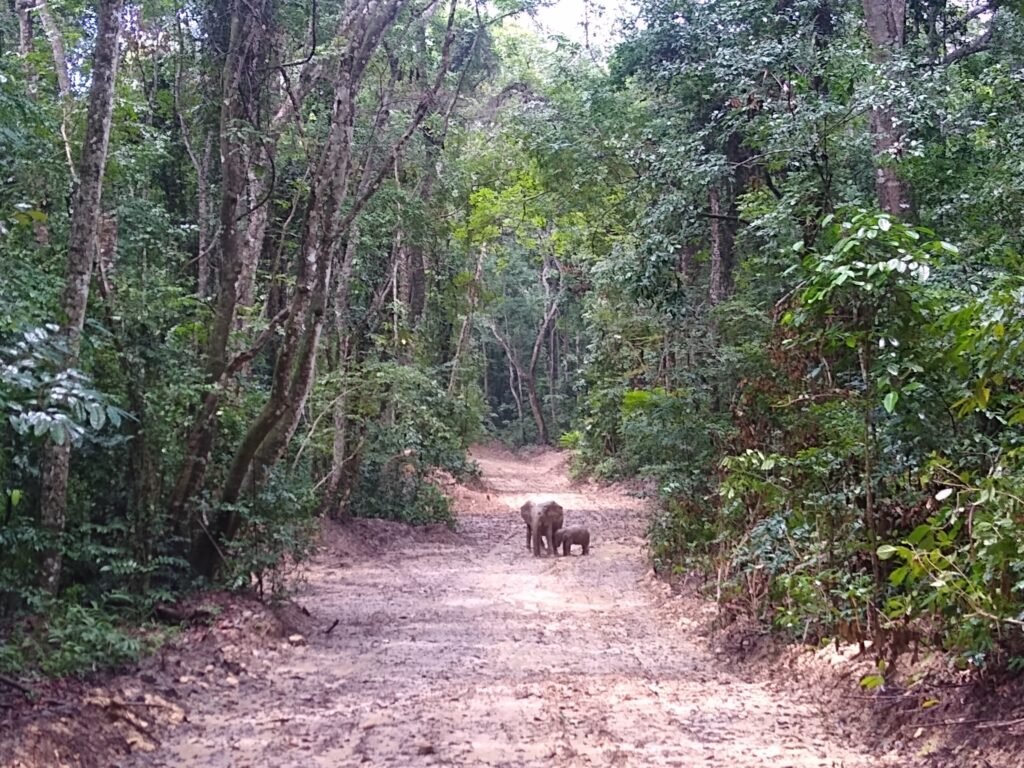Elefante-africano-da-floresta caminhando entre a vegetação no Gabão.