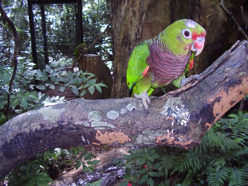Papagaio-de-peito-roxo com plumagem verde e penas arroxeadas no peito.