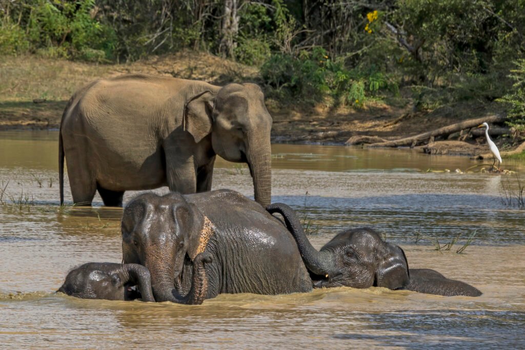 Elefanta-do-sri-lanka acompanhada de filhotes no Parque Nacional de Yala.