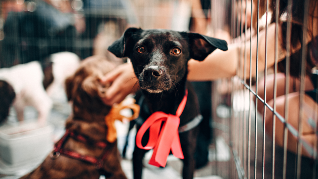 Cão preto com laço vermelho ao lado de outro cachorro em espaço de acolhimento