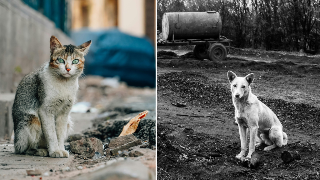 Montagem mostra gato em área urbana degradada e cão sozinho em terreno aberto