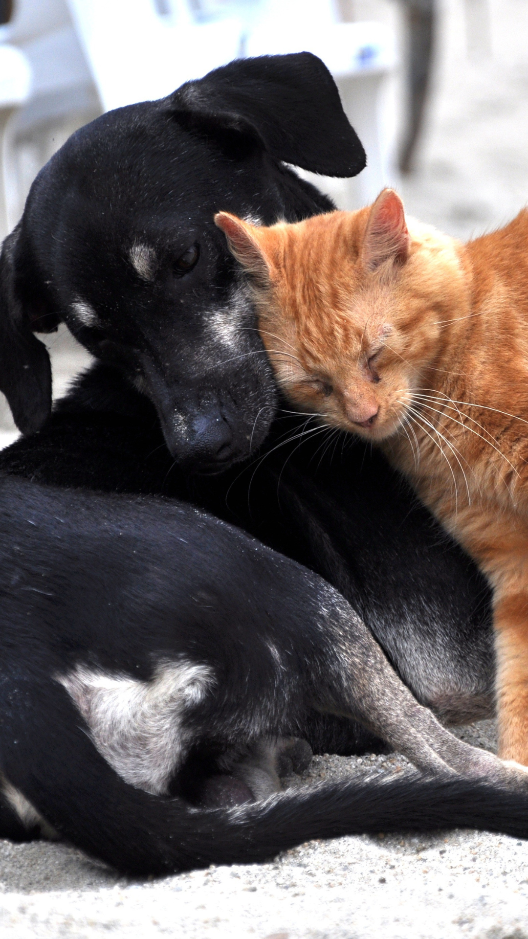 Por que há tantos animais de rua no Brasil? Castração e educação precisam caminhar juntas