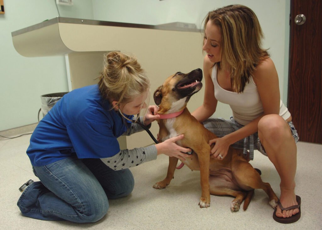 Profissional veterinária examina um cão em uma clínica.