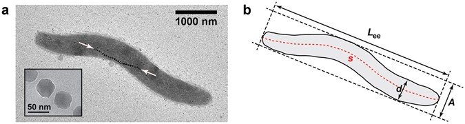 Micrografia de bactéria magnetotática com uma cadeia interna de magnetossomos e esquema de seu formato helicoidal.