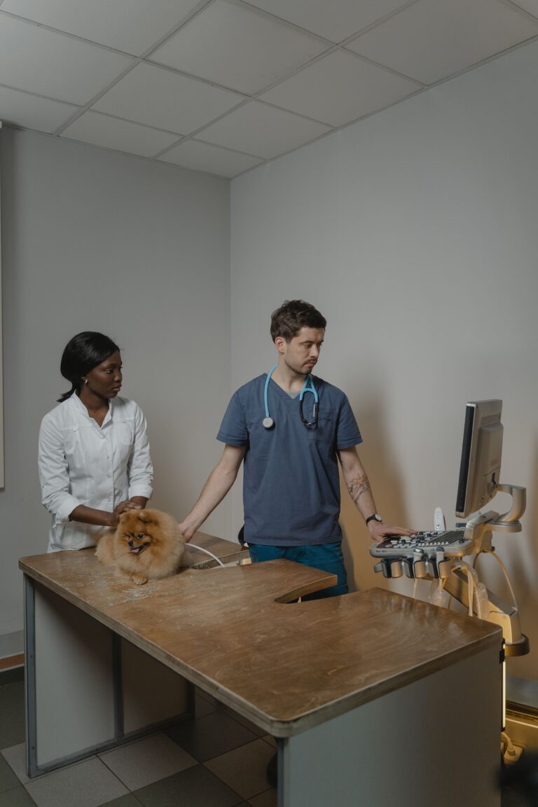 Dois veterinários realizando exame de ultrassom em um cão da raça Pomeranian em uma clínica veterinária.
