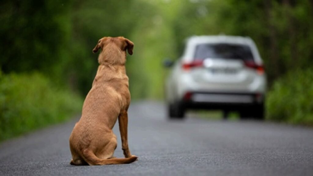 Cão sentado sozinho em uma estrada enquanto um carro se afasta.