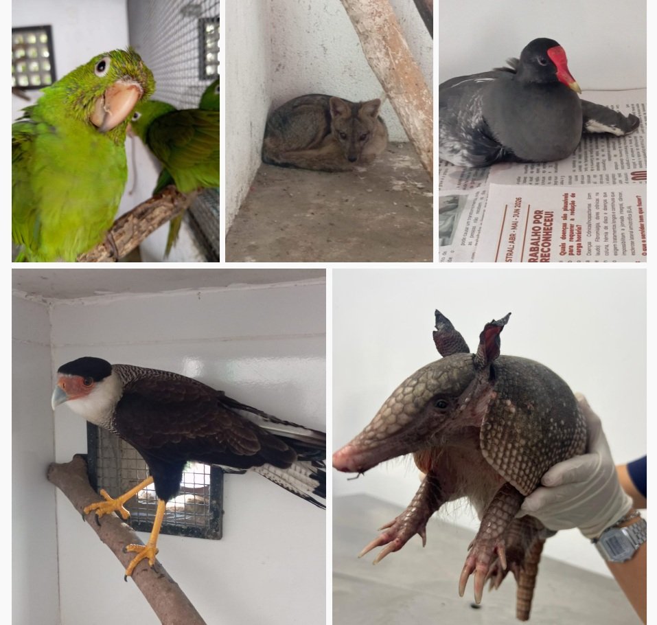 Imagens mostram os animais atendidos pela ASAS em São Gonçalo.