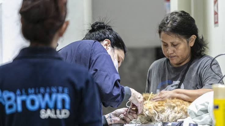 Equipe municipal realiza atendimento veterinário em cão durante ação de castração em Almirante Brown