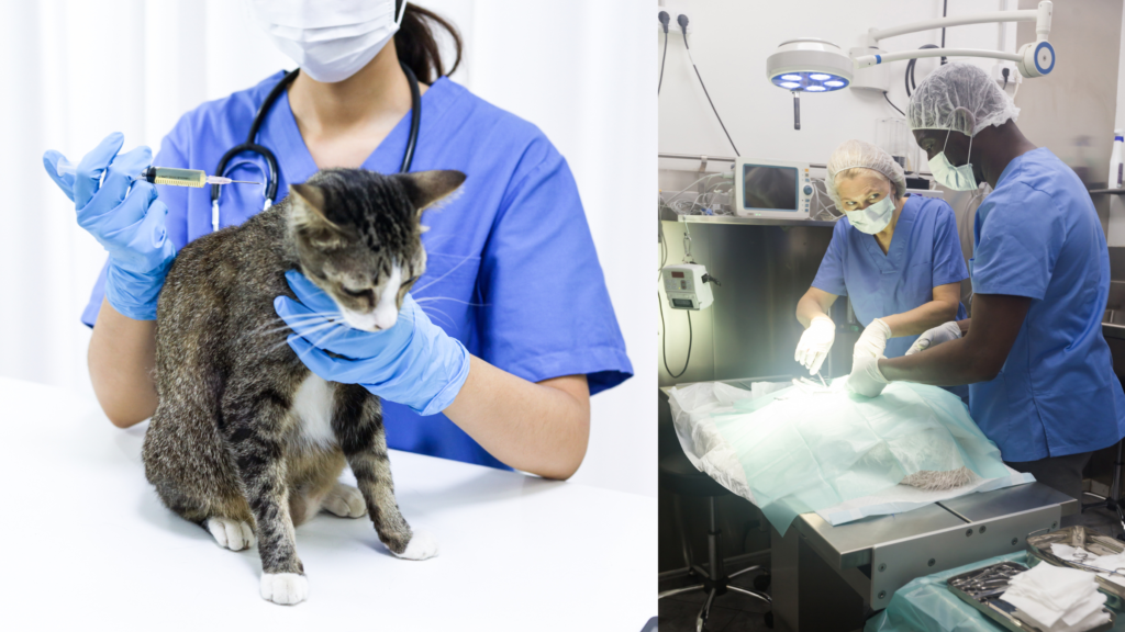Montagem mostra gata recebendo atendimento veterinário e equipe realizando cirurgia em centro cirúrgico