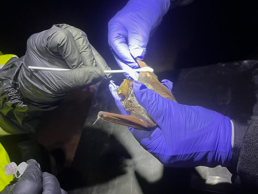  Pesquisador usando luvas coleta amostra de um morcego com um swab.