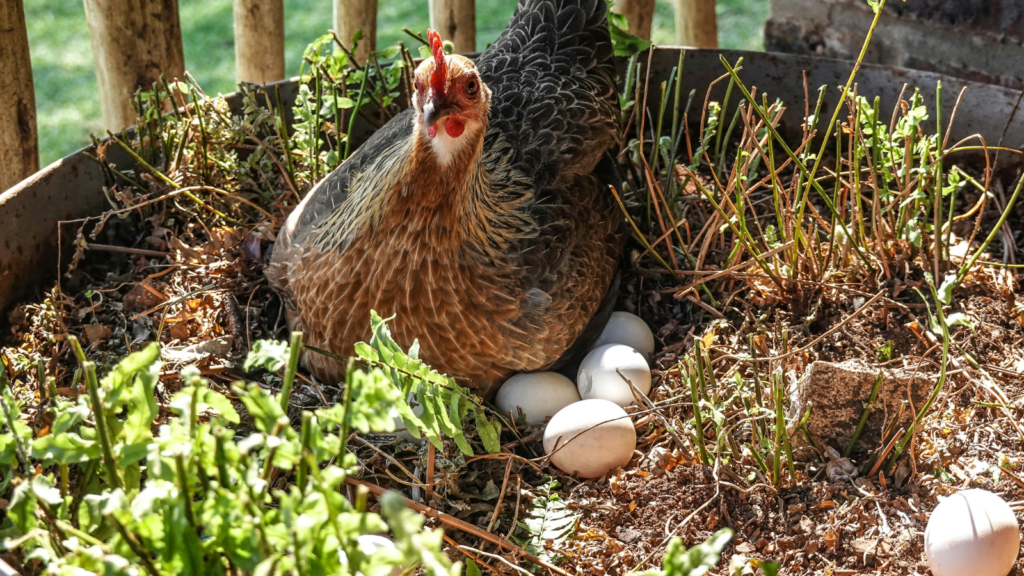 Galinha acomodada junto a vários ovos brancos em uma área de postura com vegetação.