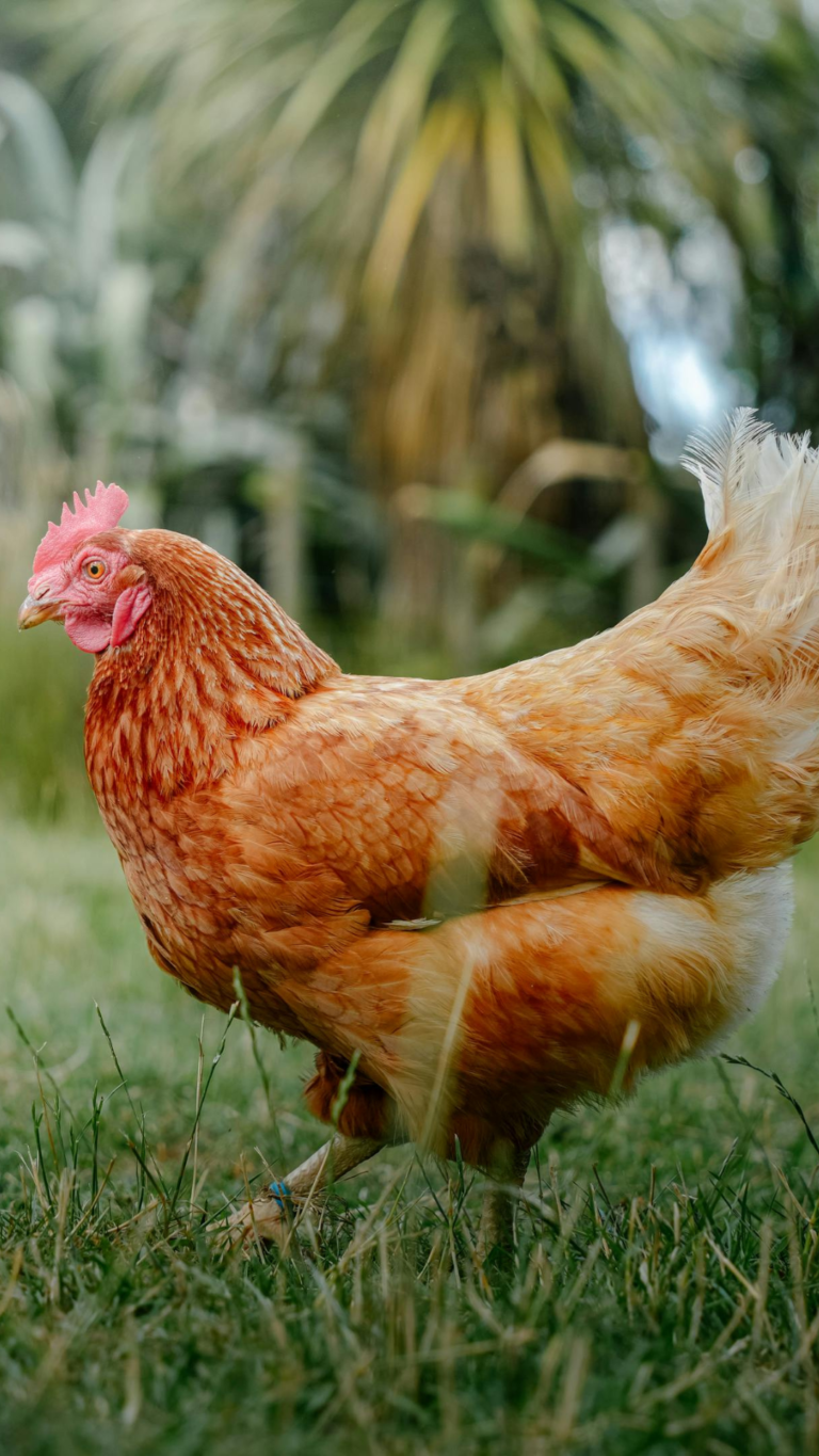 Galinha poedeira de plumagem marrom caminhando sobre a grama em ambiente rural.