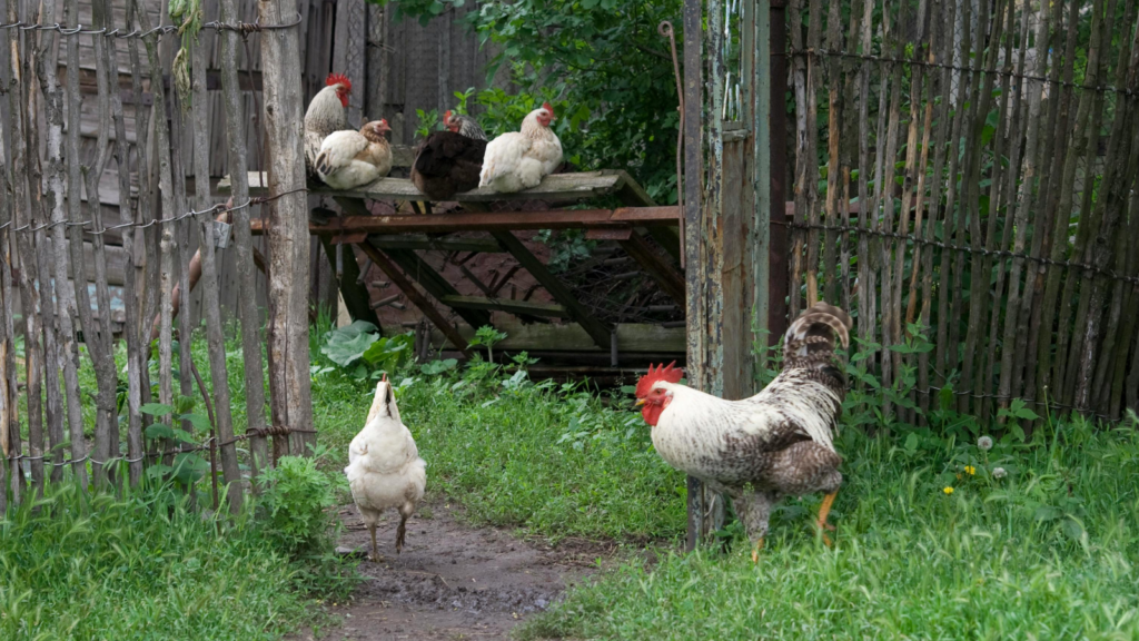 Galinhas e um galo em área externa cercada, com vegetação e estrutura elevada de madeira.