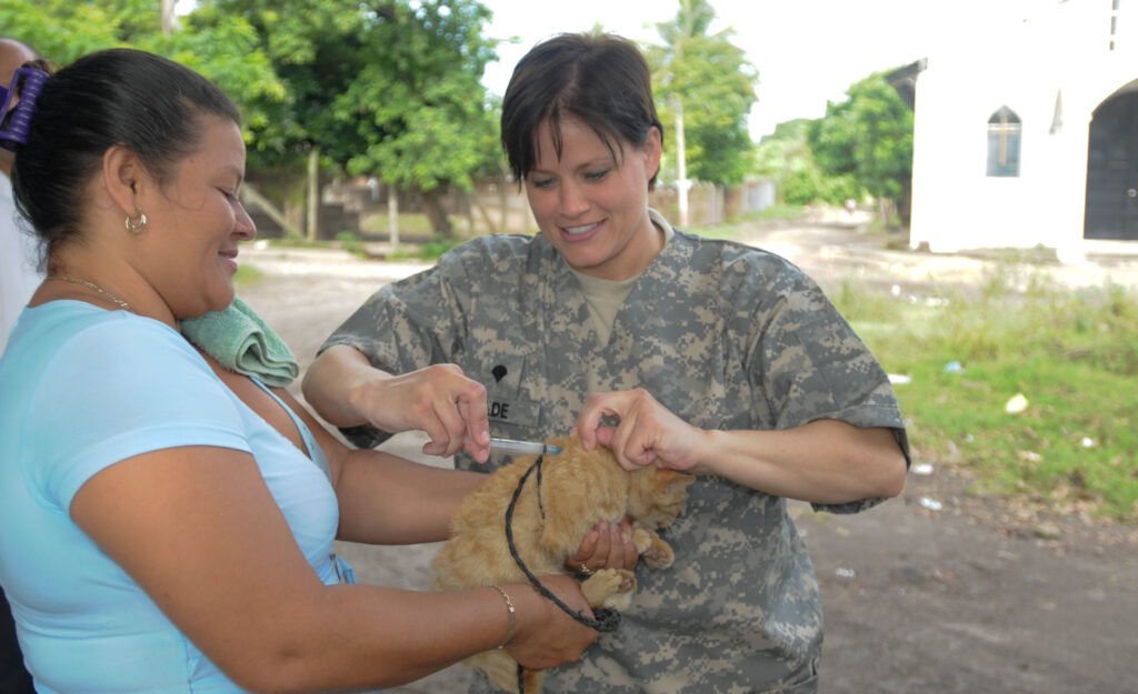 Profissional aplica vacina antirrábica em um gato durante atendimento veterinário.