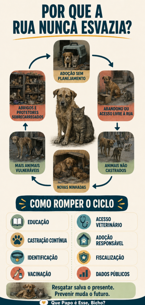 Infográfico mostra como abandono e reprodução sem controle lotam ruas e abrigos e como educação, castração e identificação ajudam a romper o ciclo