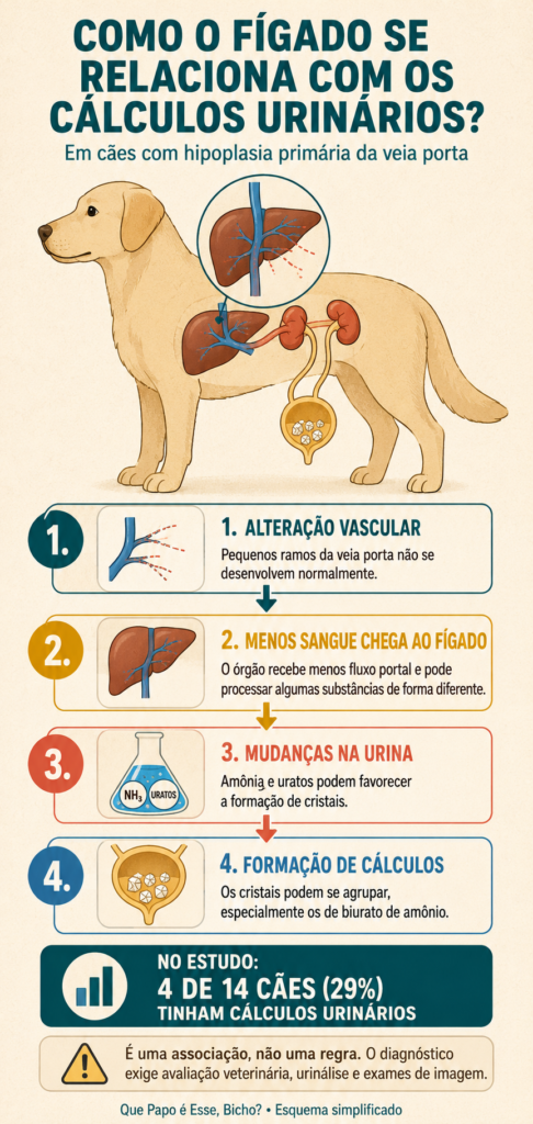  Infográfico mostra em quatro etapas como uma alteração na veia porta pode favorecer cristais e cálculos urinários em cães