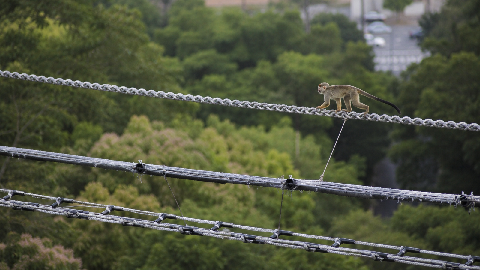 Pontes de dossel registram quase 15 mil travessias de animais em Alta Floresta (MT)