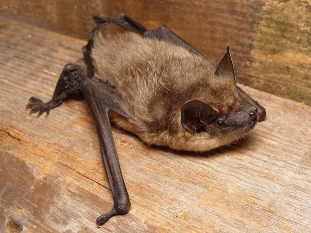 Morcego-serotino da espécie Eptesicus serotinus em imagem ilustrativa.