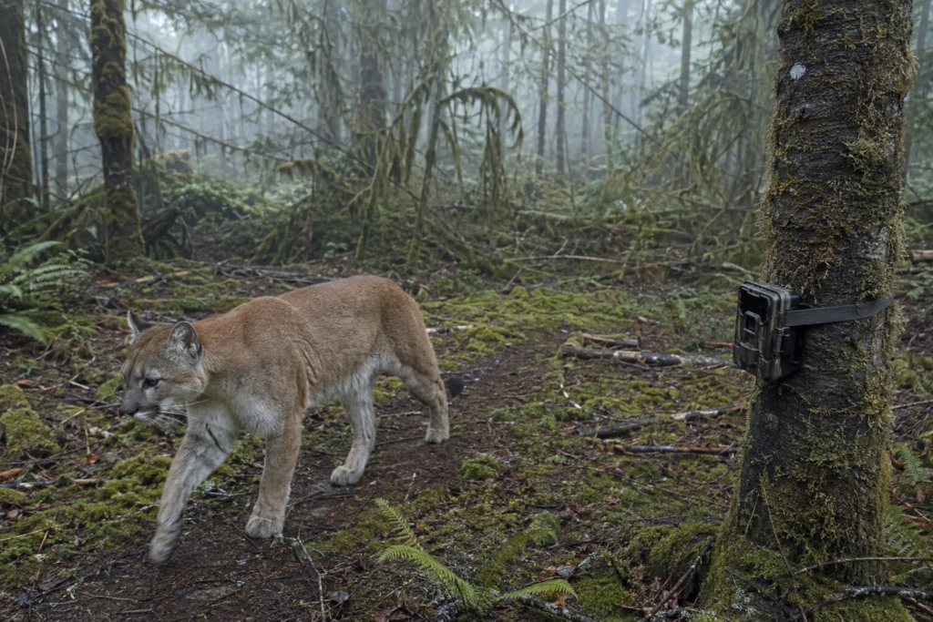 Puma passa diante de uma armadilha fotográfica instalada em uma floresta temperada.