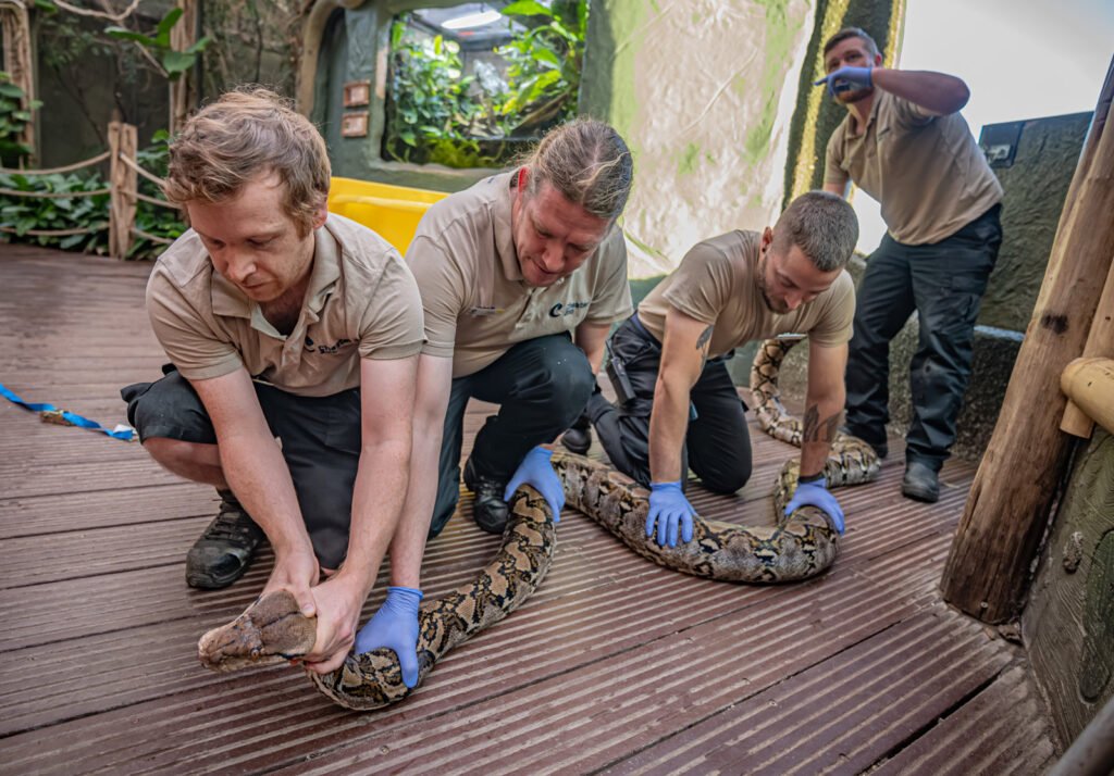 Equipe do Chester Zoo realiza o manejo da píton-reticulada Jodie Foster durante atendimento veterinário.