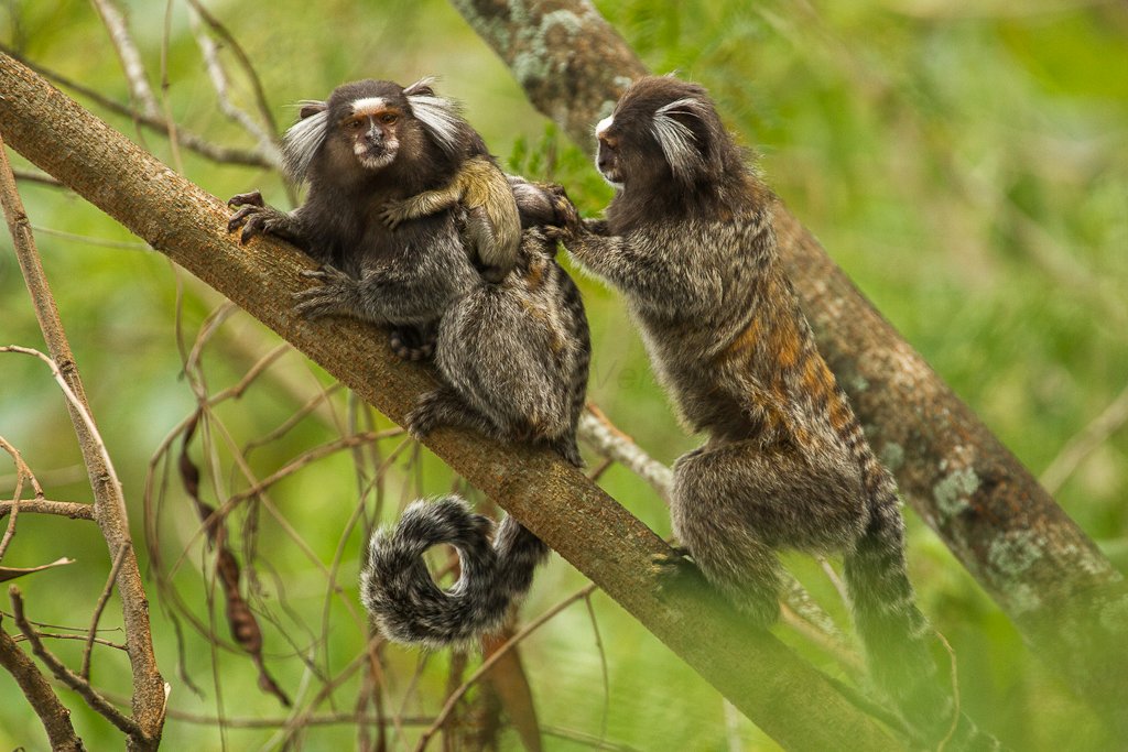 Família de saguis-de-tufo-branco em árvore no Brasil.