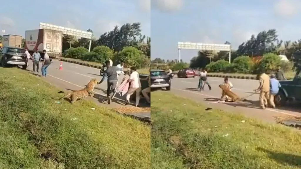 Frames mostram leopardo ferido avançando sobre agente florestal durante resgate em rodovia na Índia.