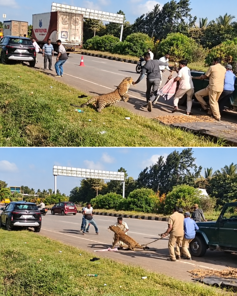 Frames mostram leopardo ferido avançando sobre agente florestal durante resgate em rodovia na Índia.