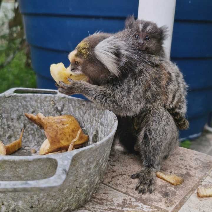 Sagui-de-tufo-branco com filhote nas costas em São Paulo.