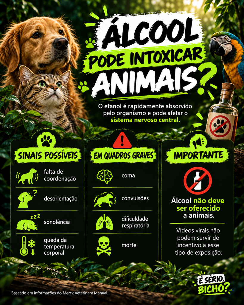 Infográfico sobre os riscos do álcool para animais, com sinais possíveis de intoxicação e consequências graves como coma, convulsões, dificuldade respiratória e morte.