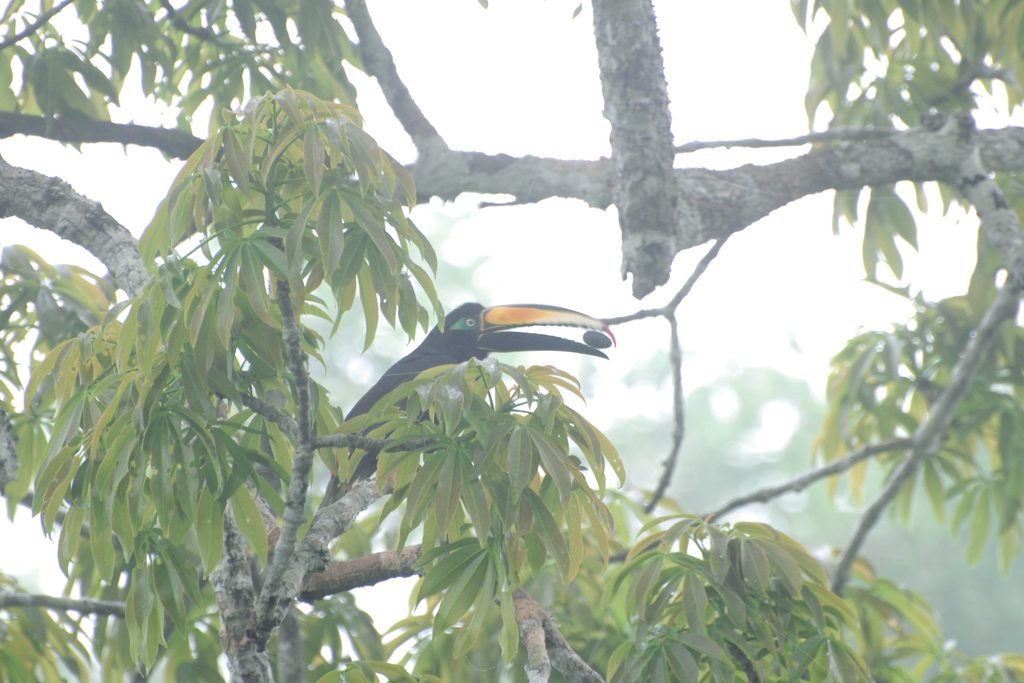 Ave frugívora segura fruto em floresta tropical.