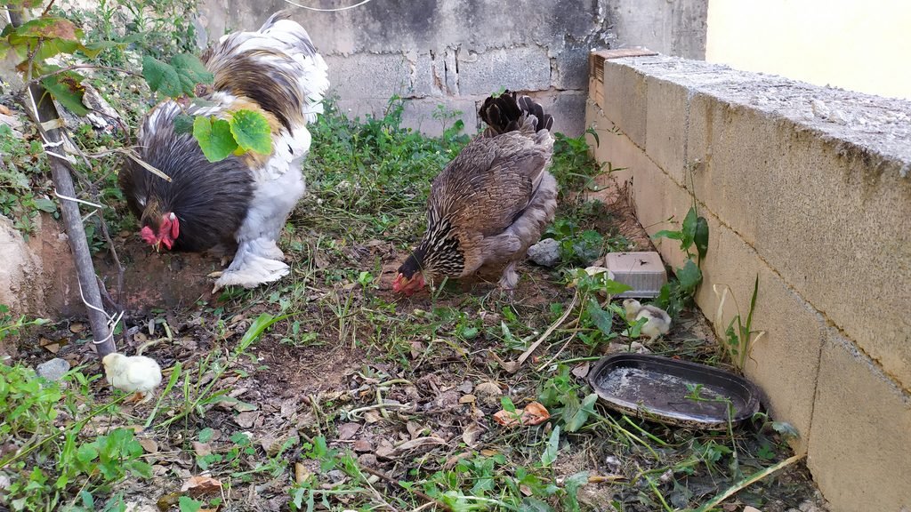 Duas galinhas de criação doméstica em um quintal.