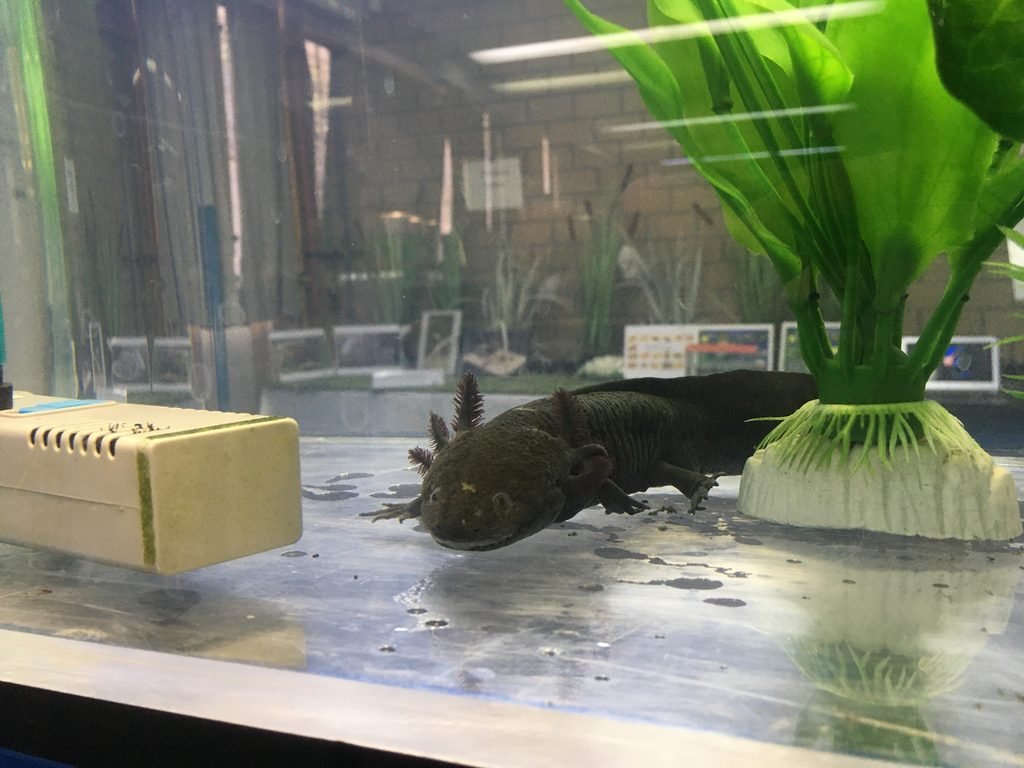 Axolote mexicano da espécie Ambystoma mexicanum.