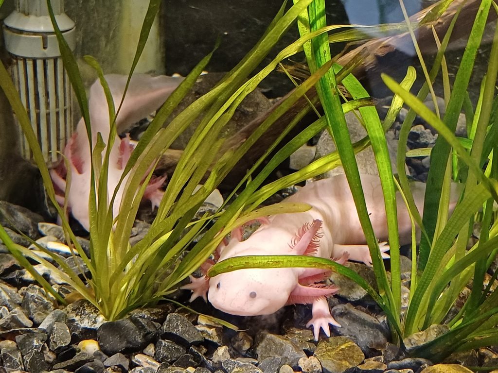 Axolote de Xochimilco fotografado no Zoológico de Chapultepec, na Cidade do México.