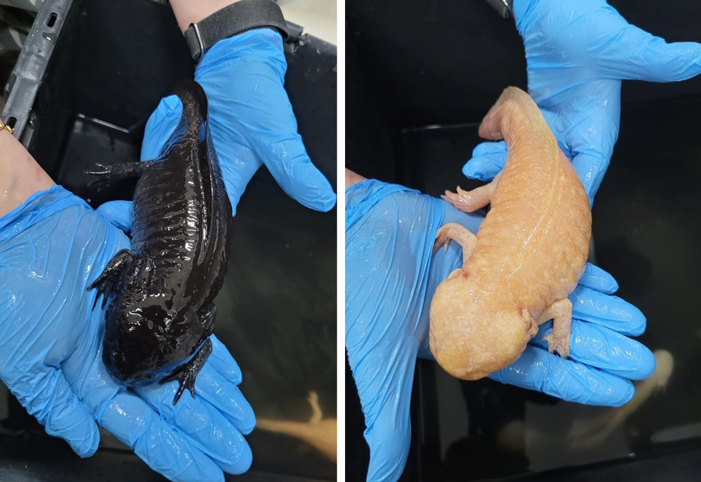 Axolotes encaminhados ao Cetas de Barueri em São Paulo.