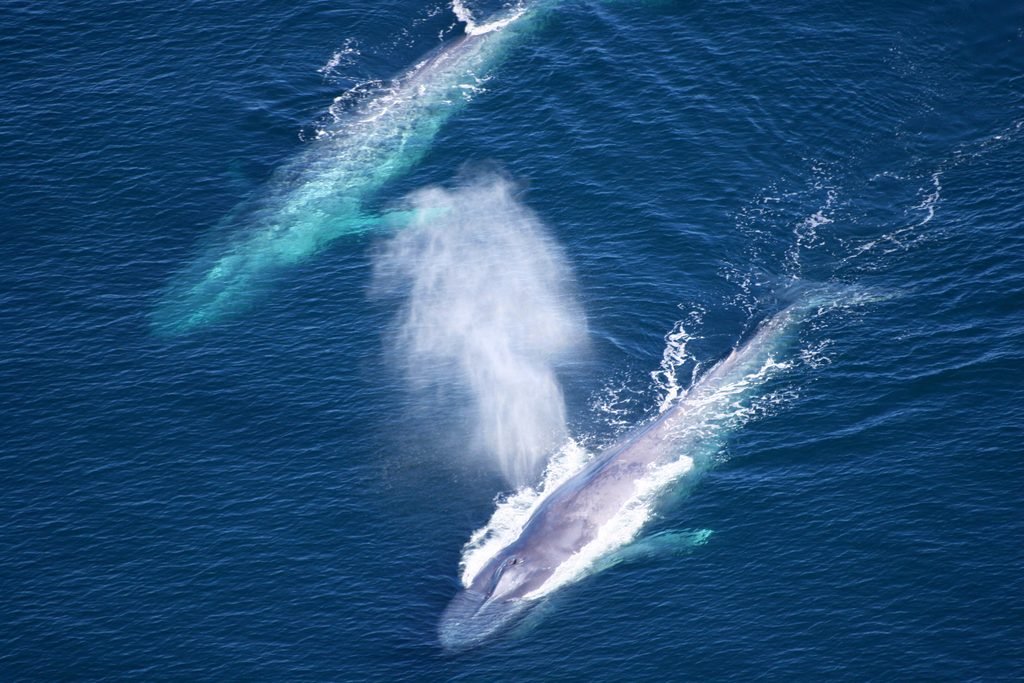 Duas baleias-azuis nadam no oceano no Channel Islands National Marine Sanctuary.