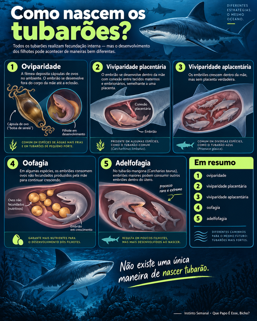 Infográfico sobre como nascem os tubarões, mostrando os diferentes modos reprodutivos: oviparidade, viviparidade placentária, viviparidade aplacentária, oofagia e adelfofagia.