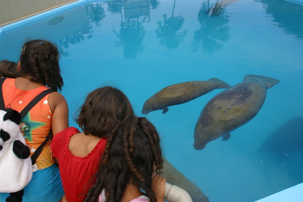 Visitantes observam peixes-bois em recinto do Ecoparque Peixe-Boi.