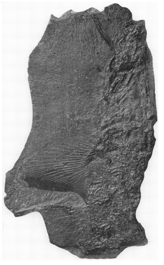 Fóssil de Cladoselache, tubarão primitivo que viveu há cerca de 360 milhões de anos.