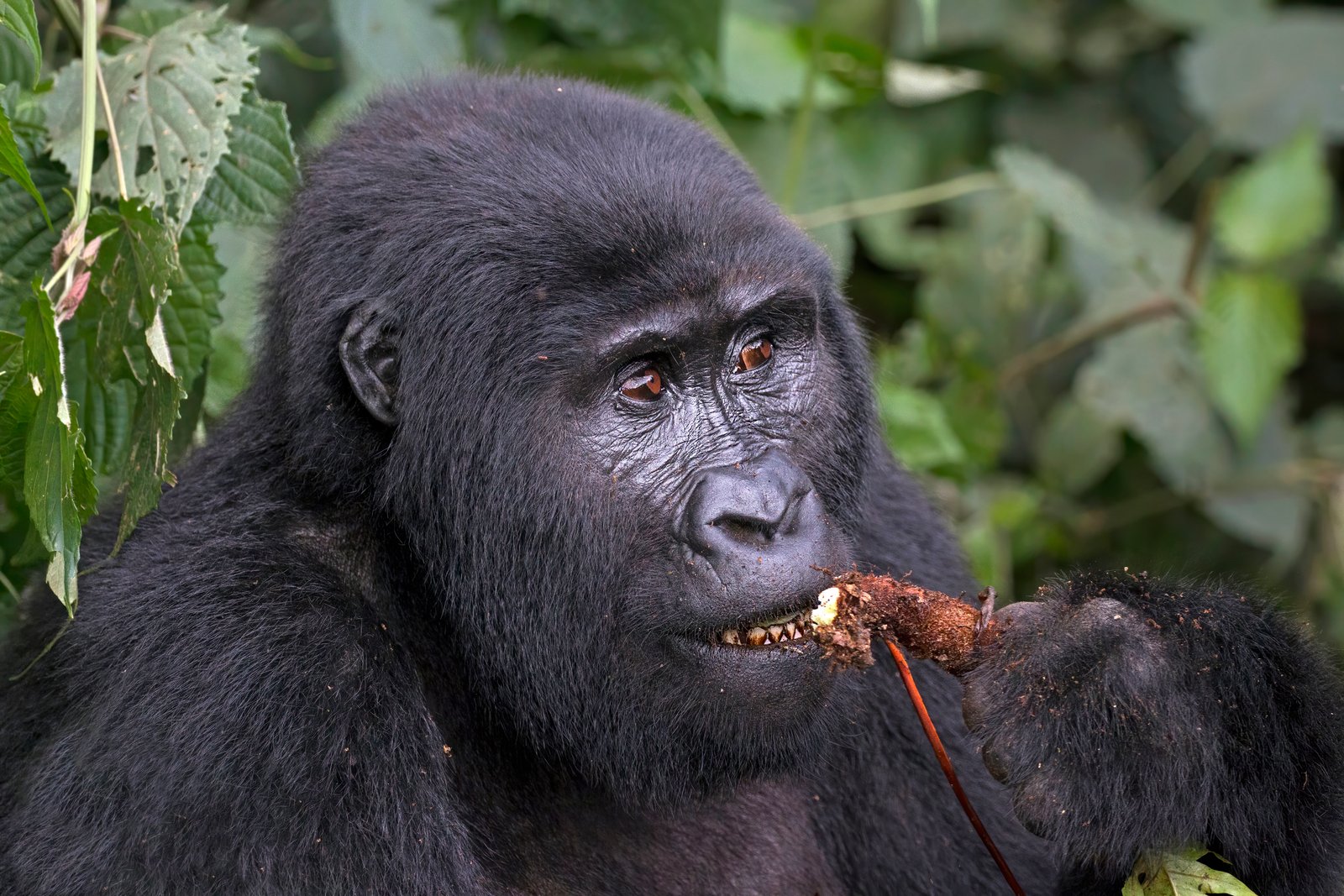 Fêmea de gorila-da-montanha come uma raiz na floresta de Bwindi, em Uganda.