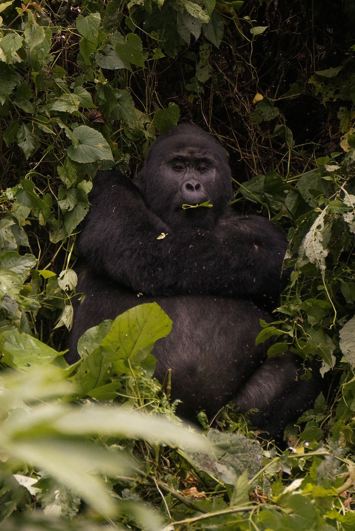 Gorila macho de dorso prateado no Parque Nacional Impenetrável de Bwindi, em Uganda.